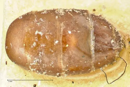 Colobopsis rothneyi specimen FOCOL2500 image focol2500_2