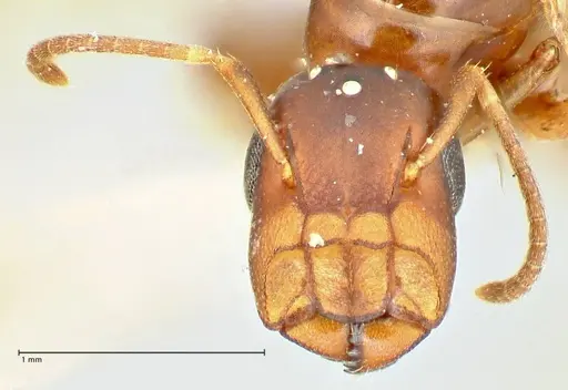 Colobopsis rothneyi specimen FOCOL2500 image focol2500_3