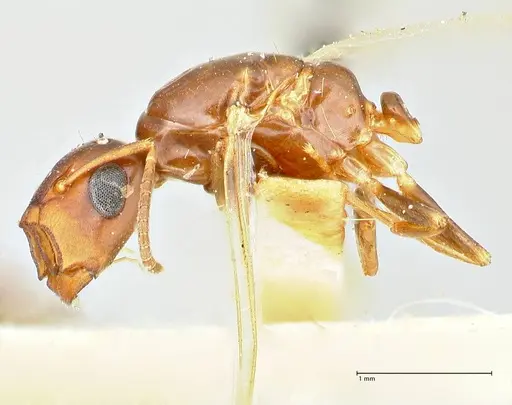 Colobopsis rothneyi specimen FOCOL2500 image focol2500_4