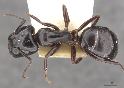 Colobopsis sadina specimen CASENT0910580 image casent0910580_1