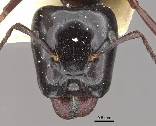 Colobopsis sadina specimen CASENT0910580 image casent0910580_2