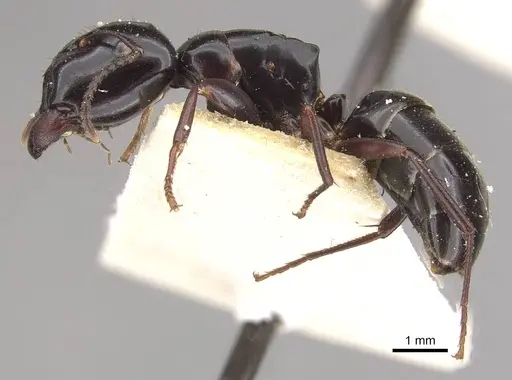 Colobopsis sadina specimen CASENT0910580 image casent0910580_3