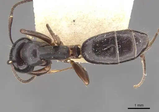 Colobopsis sadina specimen CASENT0910581 image casent0910581_1