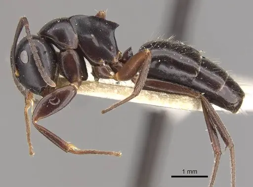 Colobopsis sadina specimen CASENT0910581 image casent0910581_3
