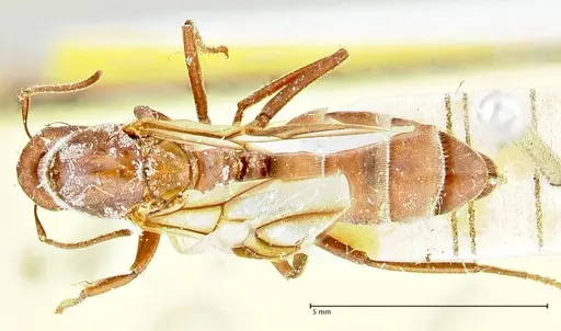 Colobopsis saginata specimen FOCOL2498 image focol2498_1