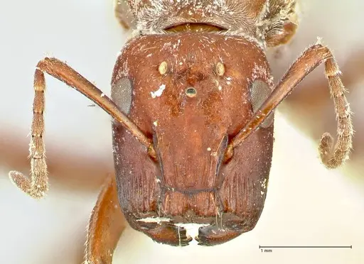Colobopsis saginata specimen FOCOL2498 image focol2498_2