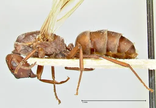 Colobopsis saginata specimen FOCOL2498 image focol2498_3