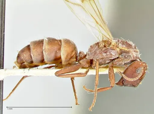 Colobopsis saginata specimen FOCOL2498 image focol2498_4