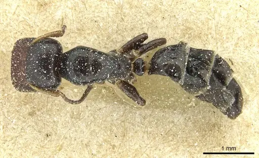 Colobopsis sanguinifrons specimen CASENT0911631 image casent0911631_1
