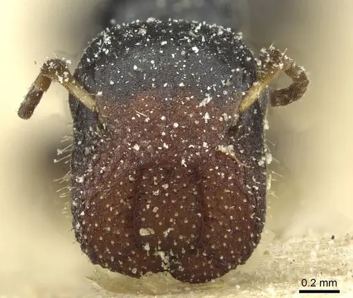 Colobopsis sanguinifrons specimen CASENT0911631 image casent0911631_2