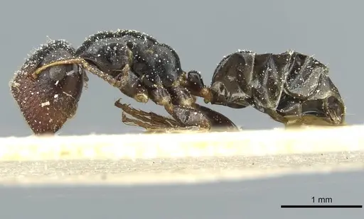 Colobopsis sanguinifrons specimen CASENT0911631 image casent0911631_3