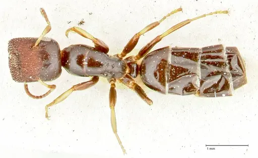 Colobopsis sanguinifrons specimen FOCOL2518 image focol2518_1