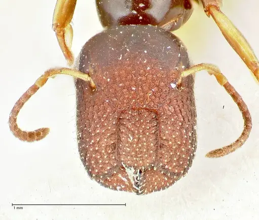 Colobopsis sanguinifrons specimen FOCOL2518 image focol2518_2