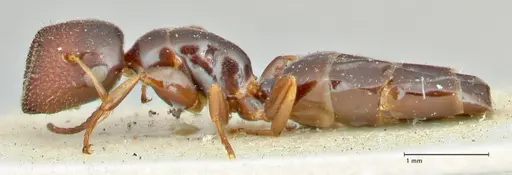 Colobopsis sanguinifrons specimen FOCOL2518 image focol2518_3
