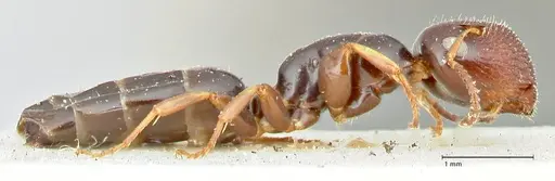 Colobopsis sanguinifrons specimen FOCOL2518 image focol2518_4