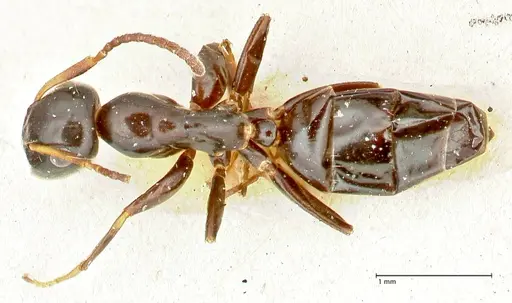 Colobopsis sanguinifrons specimen FOCOL2519 image focol2519_1
