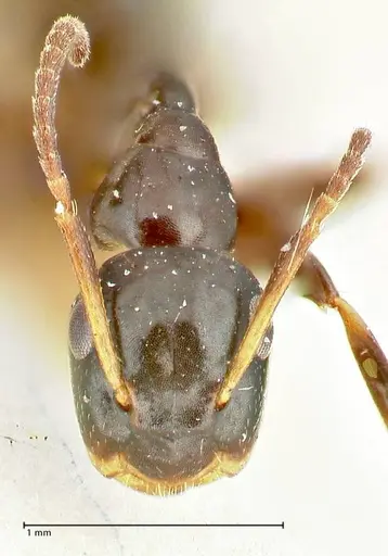 Colobopsis sanguinifrons specimen FOCOL2519 image focol2519_2