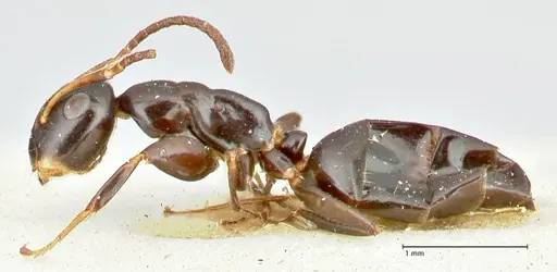 Colobopsis sanguinifrons specimen FOCOL2519 image focol2519_3