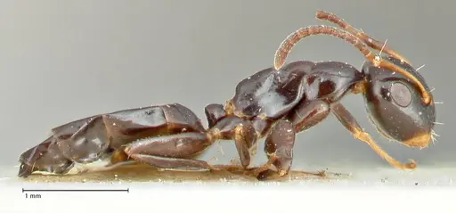 Colobopsis sanguinifrons specimen FOCOL2519 image focol2519_4