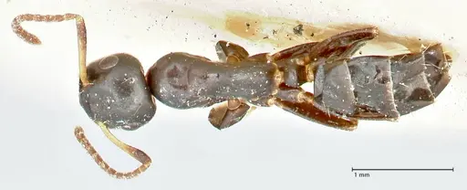 Colobopsis sanguinifrons specimen FOCOL2520 image focol2520_1
