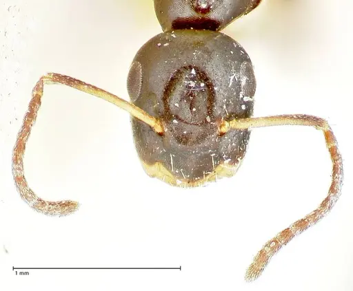 Colobopsis sanguinifrons specimen FOCOL2520 image focol2520_2