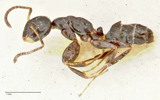 Colobopsis sanguinifrons specimen FOCOL2520 image focol2520_3