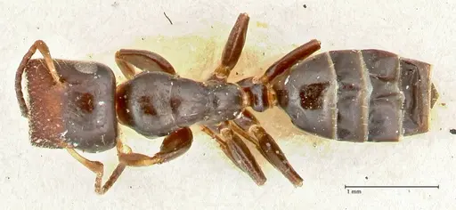 Colobopsis sanguinifrons specimen FOCOL2521 image focol2521_1
