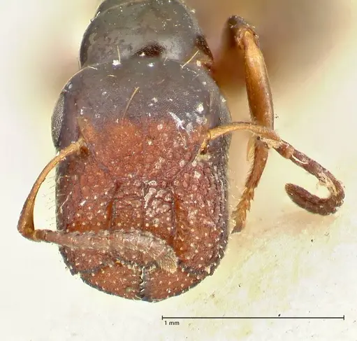 Colobopsis sanguinifrons specimen FOCOL2521 image focol2521_2