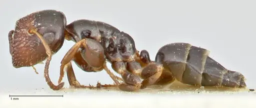 Colobopsis sanguinifrons specimen FOCOL2521 image focol2521_3