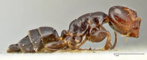 Colobopsis sanguinifrons specimen FOCOL2521 image focol2521_4