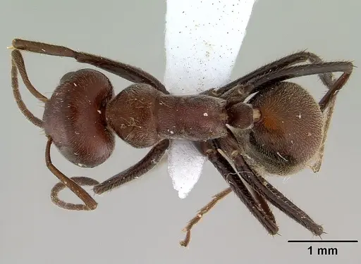 Colobopsis saundersi specimen CASENT0179025 image casent0179025_1