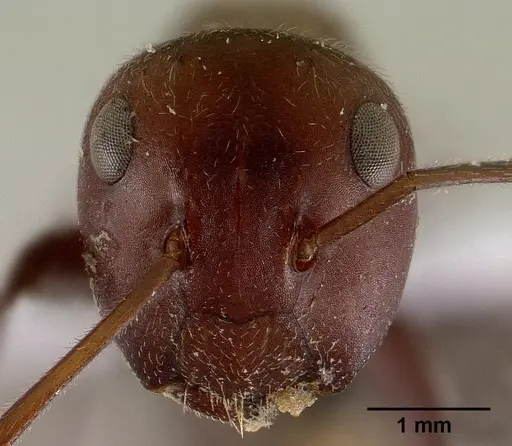 Colobopsis saundersi specimen CASENT0179025 image casent0179025_2