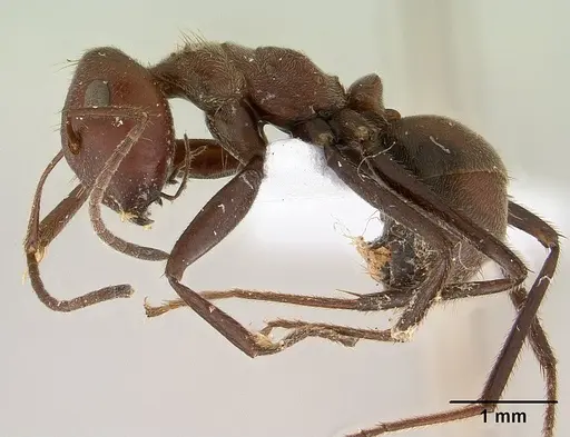 Colobopsis saundersi specimen CASENT0179025 image casent0179025_3