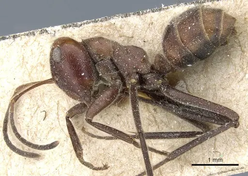 Colobopsis saundersi specimen CASENT0905463 image casent0905463_3