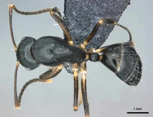 Colobopsis schmeltzi specimen CASENT0180467 image casent0180467_1