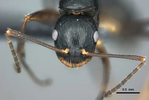 Colobopsis schmeltzi specimen CASENT0180467 image casent0180467_2
