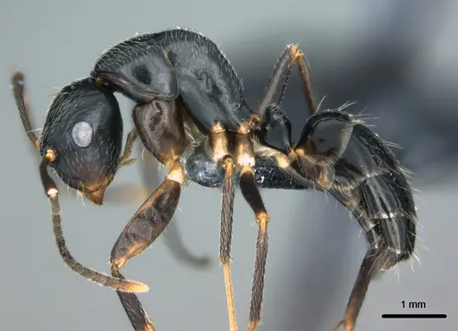 Colobopsis schmeltzi specimen CASENT0180467 image casent0180467_3