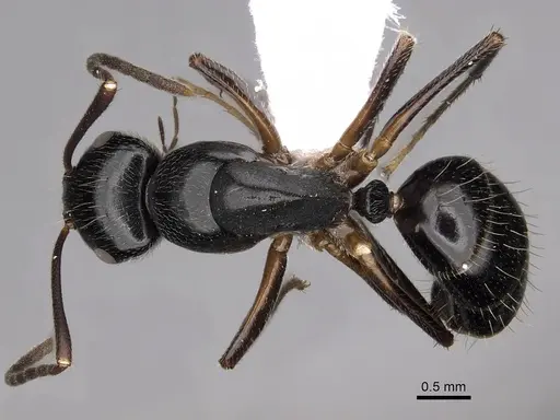Colobopsis schmeltzi specimen CASENT0280257 image casent0280257_1