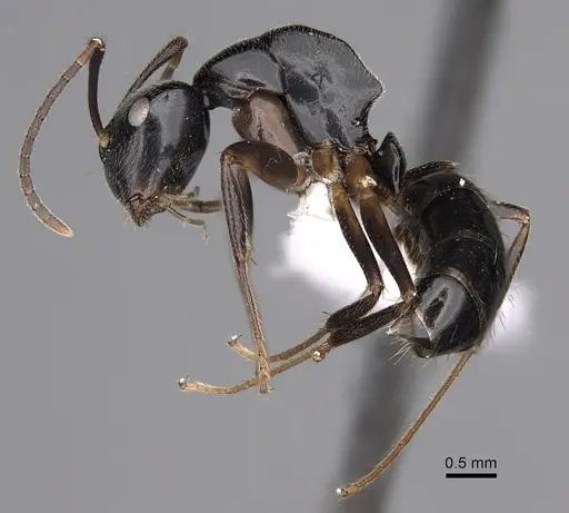 Colobopsis schmeltzi specimen CASENT0280257 image casent0280257_3