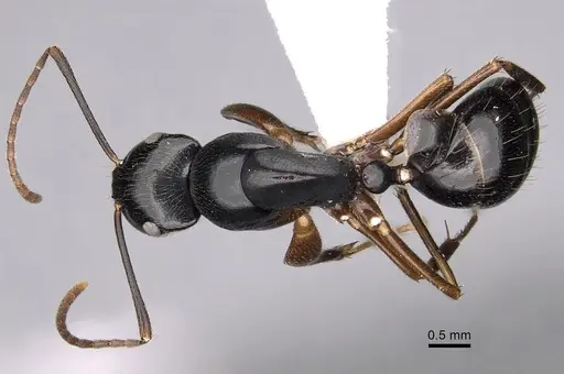 Colobopsis schmeltzi specimen CASENT0280259 image casent0280259_1
