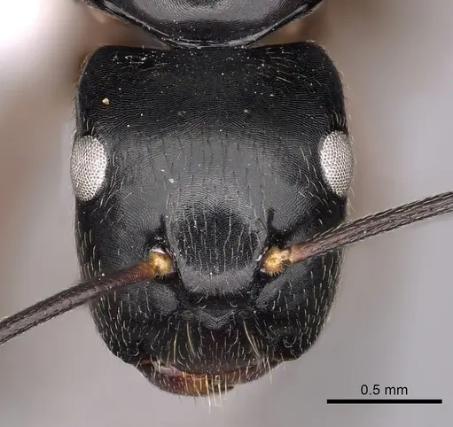 Colobopsis schmeltzi specimen CASENT0280259 image casent0280259_2