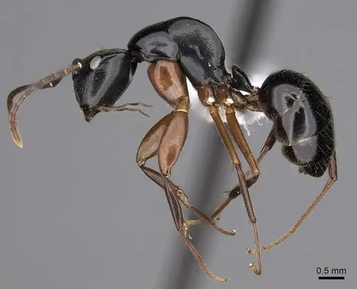 Colobopsis schmeltzi specimen CASENT0280259 image casent0280259_3