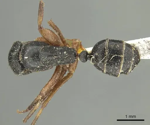 Colobopsis schmeltzi specimen CASENT0915771 image casent0915771_1