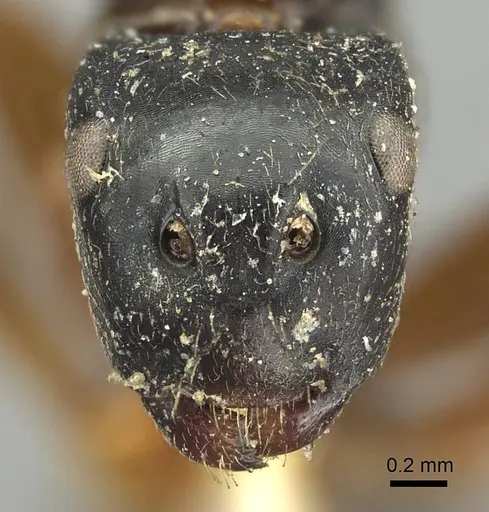 Colobopsis schmeltzi specimen CASENT0915771 image casent0915771_2
