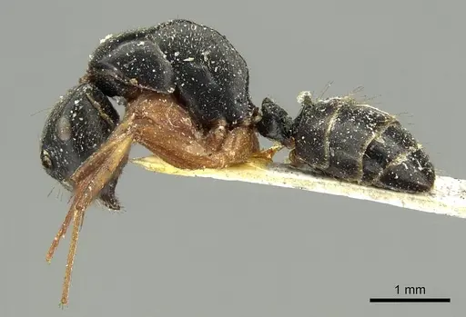 Colobopsis schmeltzi specimen CASENT0915771 image casent0915771_3