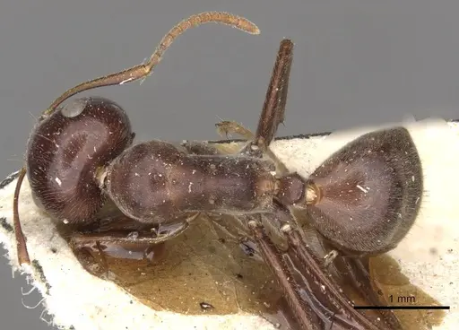 Colobopsis severini specimen CASENT0910611 image casent0910611_1