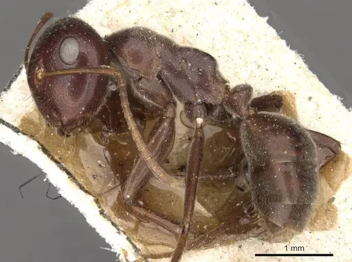 Colobopsis severini specimen CASENT0910611 image casent0910611_3