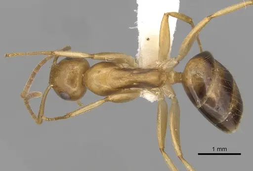Colobopsis sommeri specimen CASENT0280249 image casent0280249_1