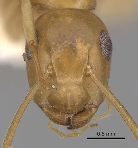 Colobopsis sommeri specimen CASENT0280249 image casent0280249_2