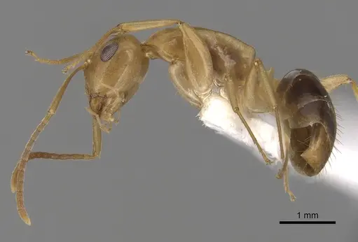 Colobopsis sommeri specimen CASENT0280249 image casent0280249_3